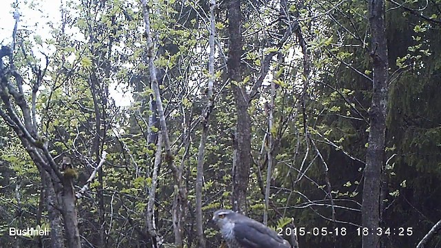 krahujec obecný - ML629988749