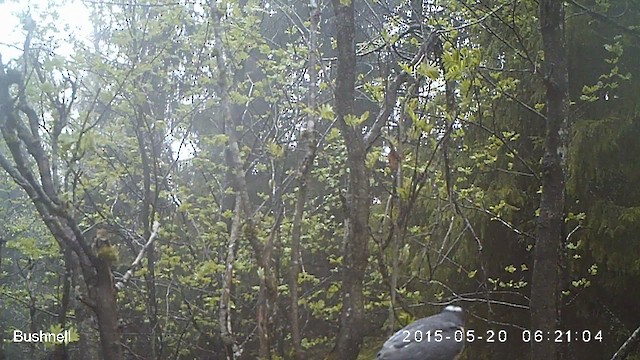 krahujec obecný - ML629988750