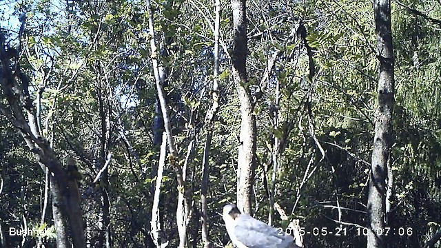krahujec obecný - ML629988751