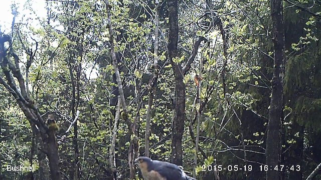 krahujec obecný - ML629988753