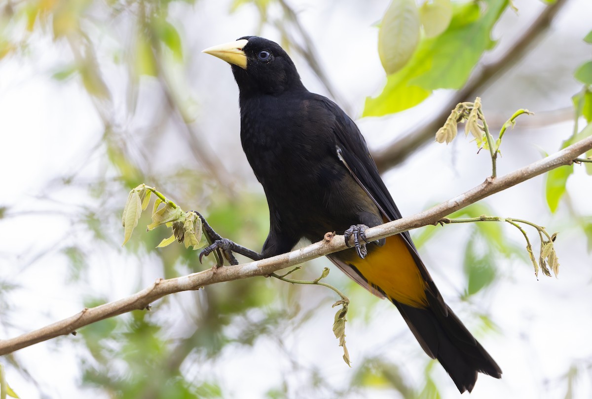 Yellow-rumped Cacique (Western) - Ohad Sherer