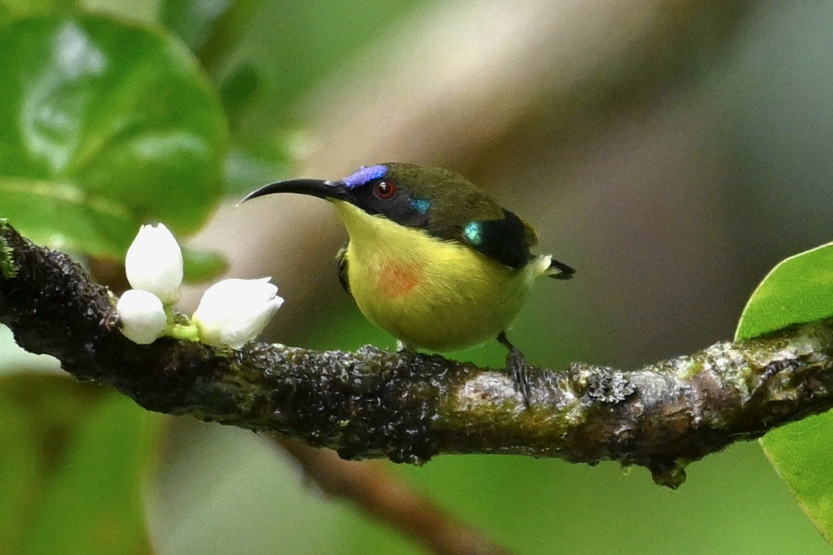 Souimanga montagnard (pulcherrima) - ML629988875
