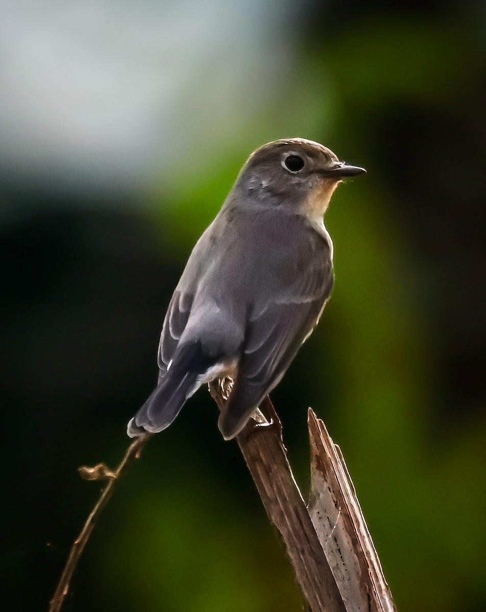 Taiga/Red-breasted Flycatcher - ML629988922