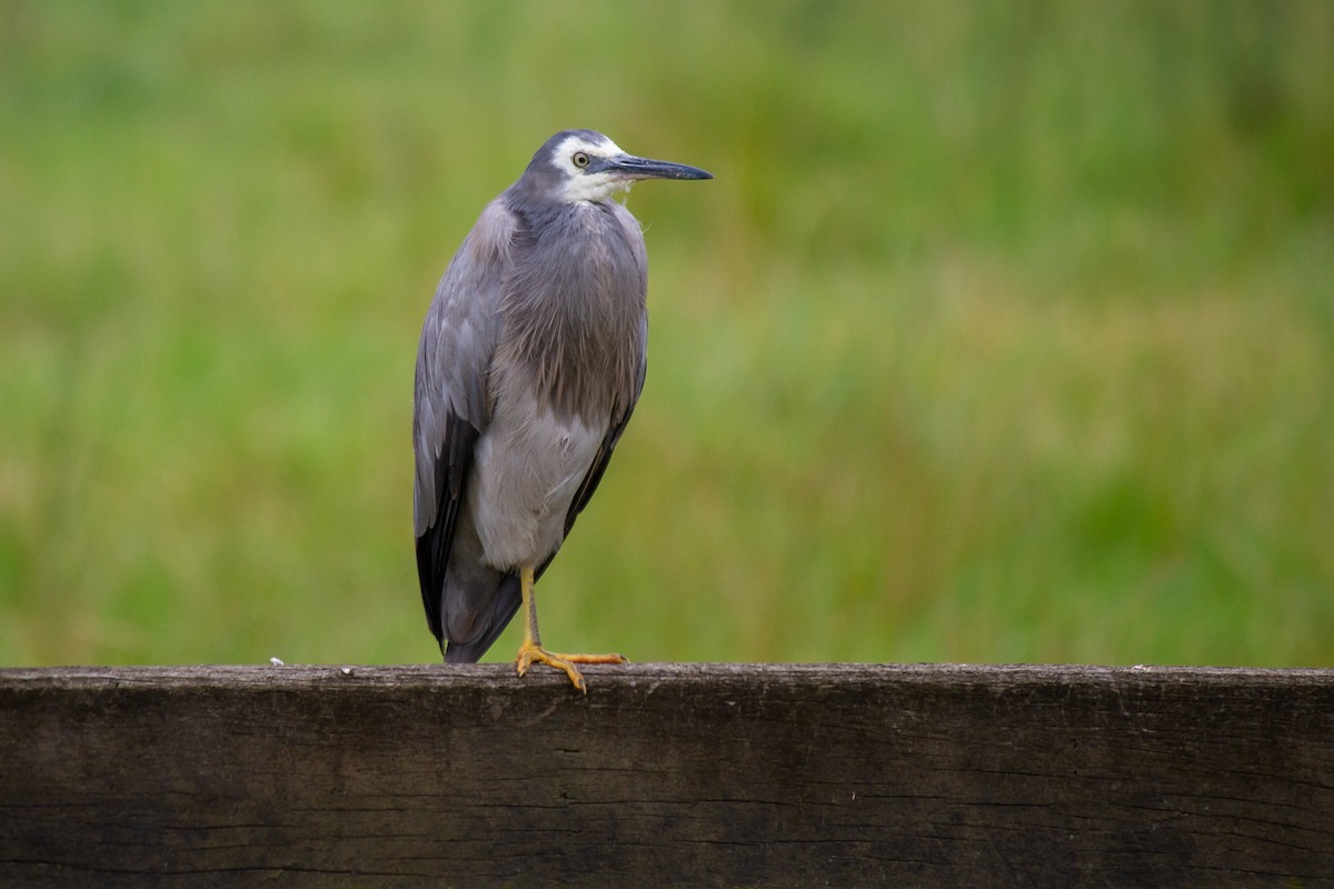 hvitmaskehegre - ML629988959