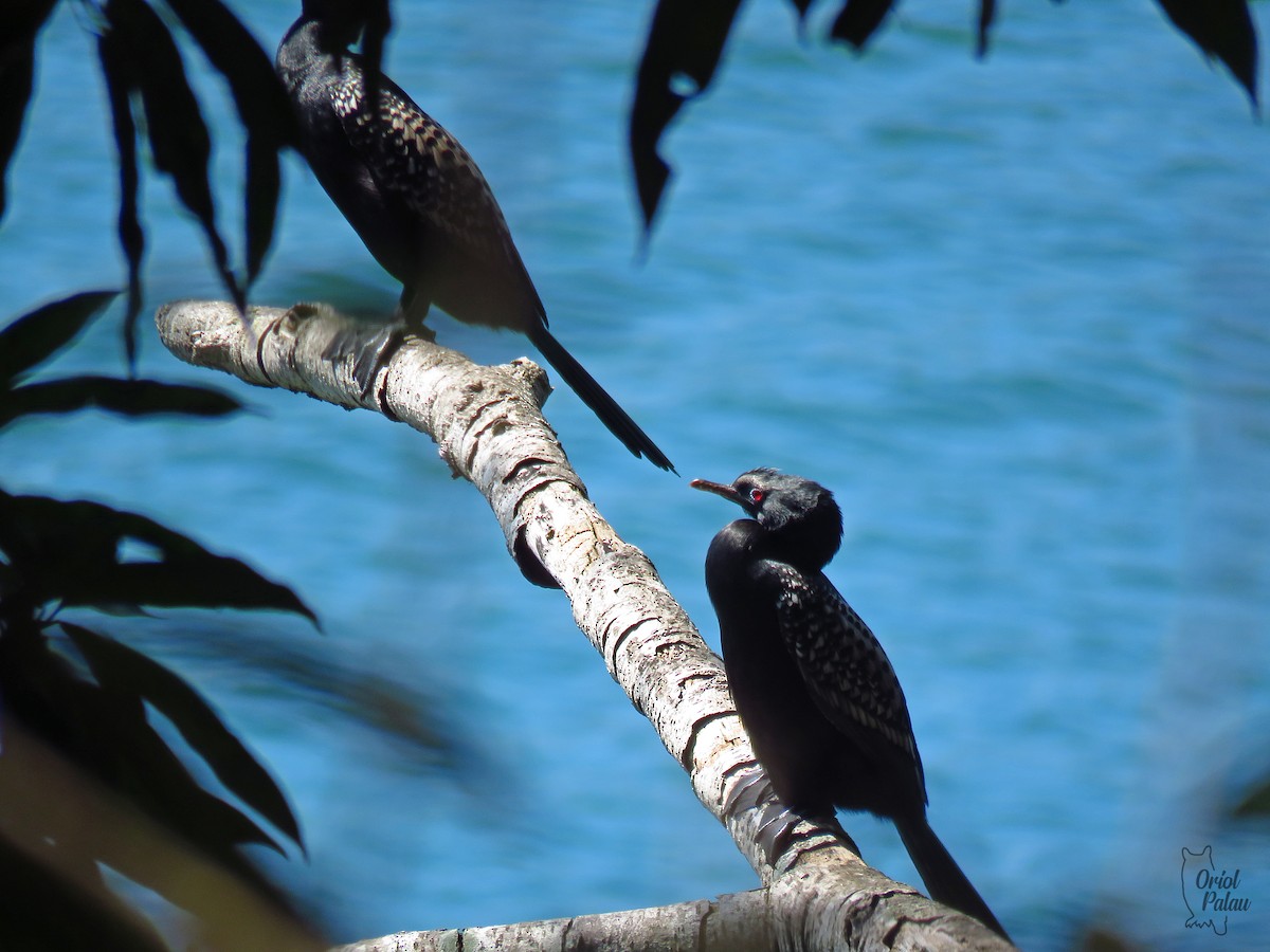 Reed Cormorant - ML629989148