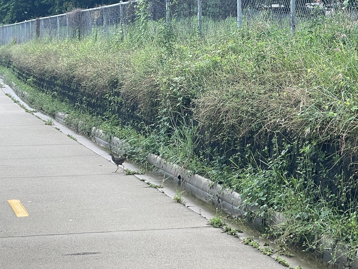 Pale-vented Bush-hen - ML629989285