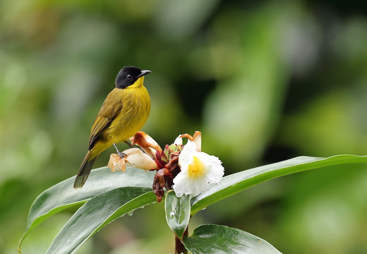 Black-capped Bulbul - ML629989355