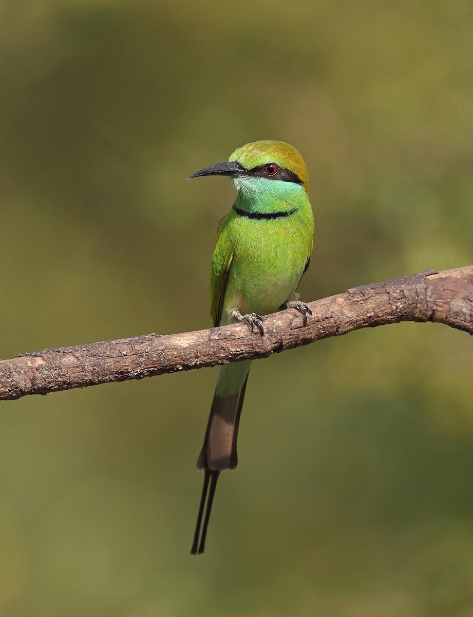Asian Green Bee-eater - ML629989372
