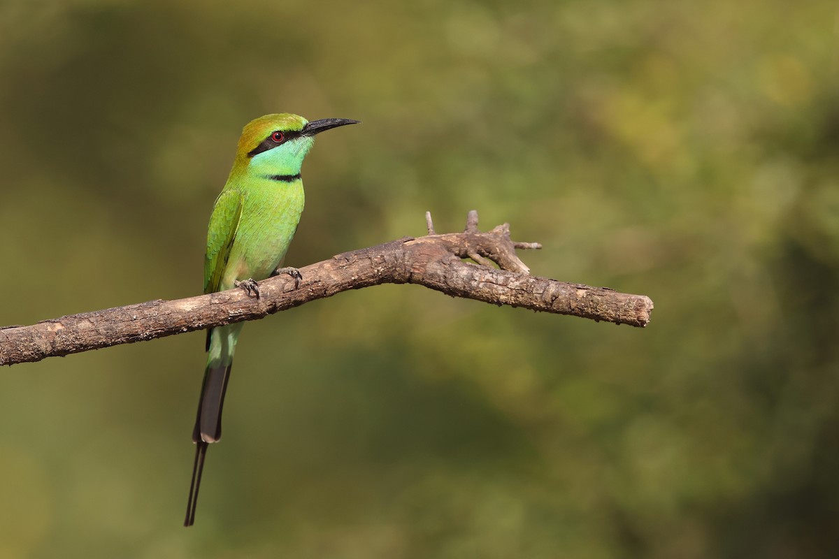 Asian Green Bee-eater - ML629989373