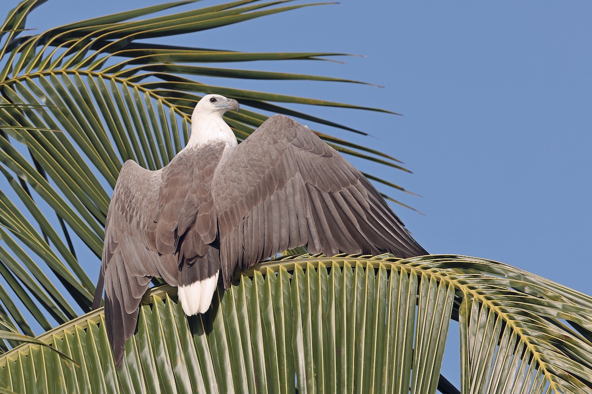 White-bellied Sea-Eagle - ML629989435
