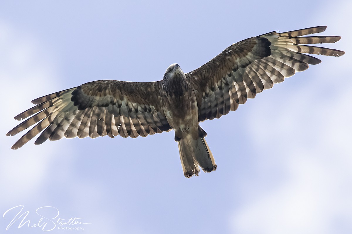 Square-tailed Kite - ML629989437