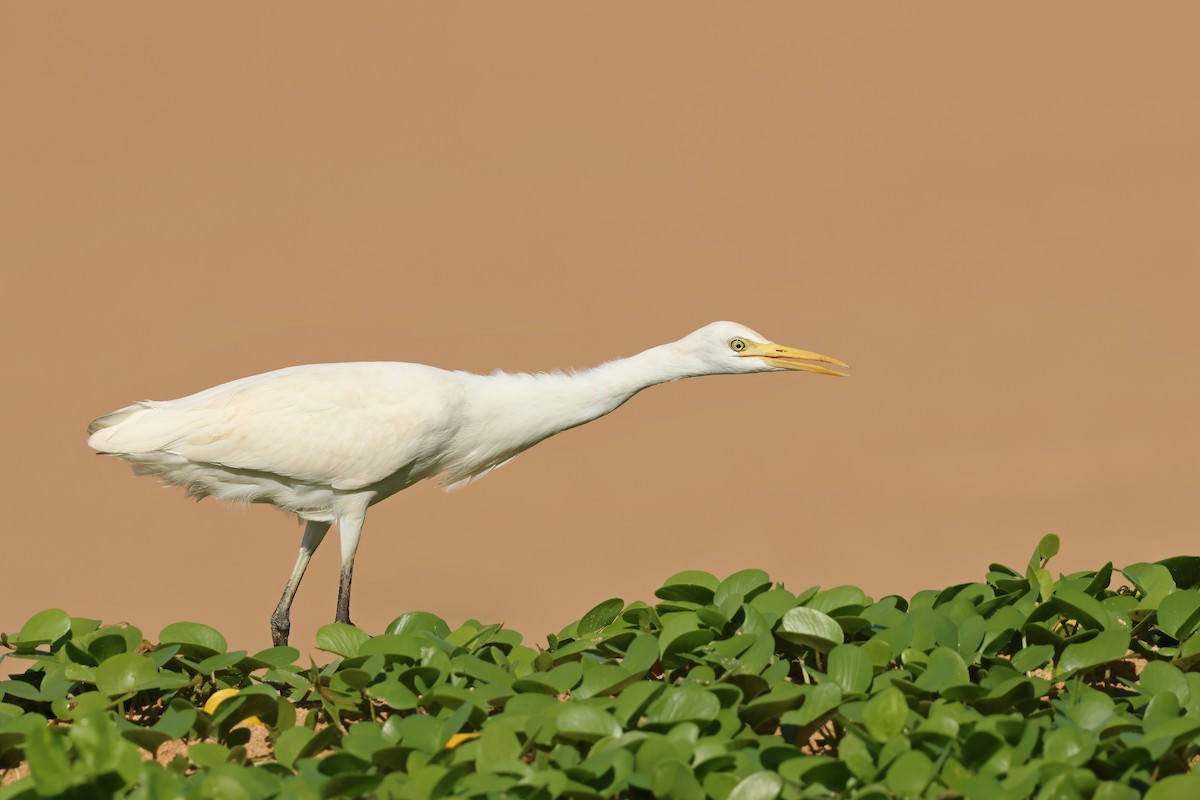 Eastern Cattle-Egret - ML629989504