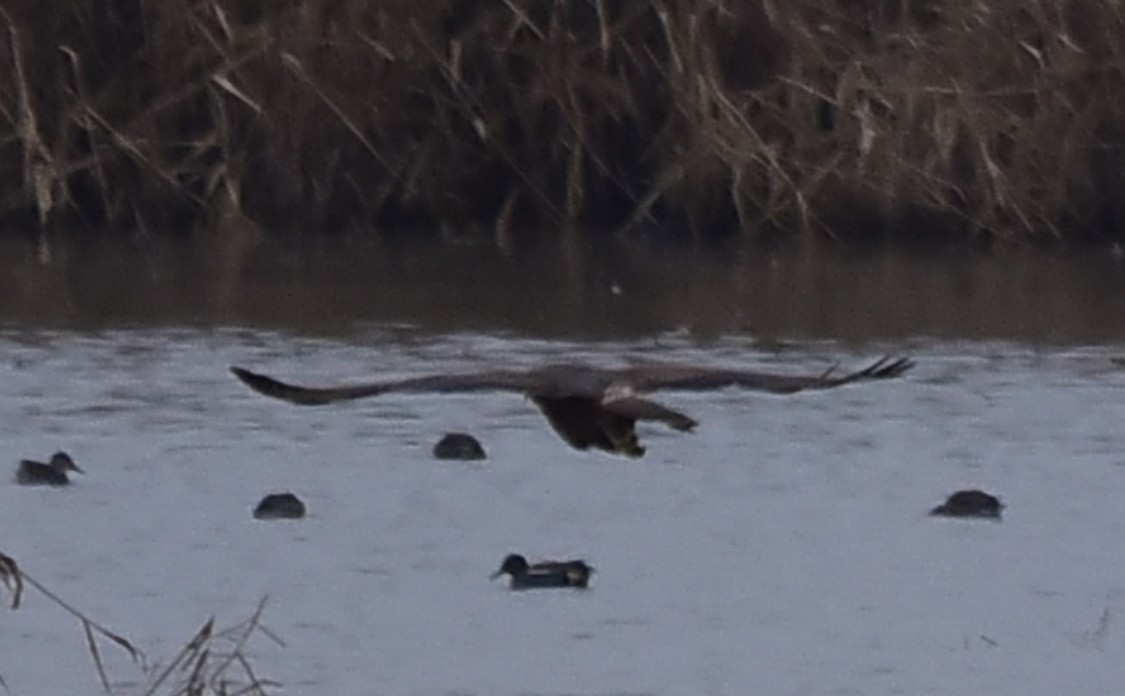 Eastern Marsh Harrier - ML629989512