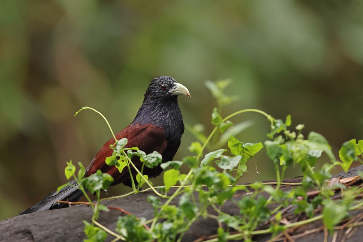 Green-billed Coucal - ML629989540