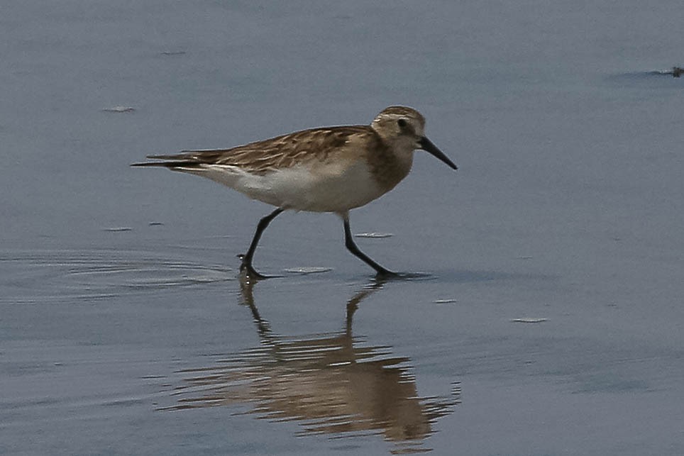 Baird's Sandpiper - ML629989654