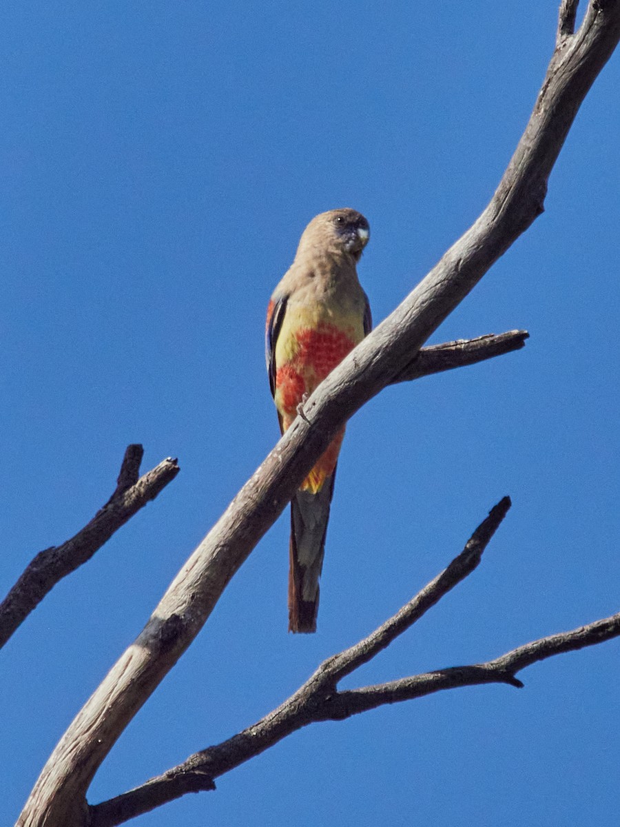 Greater Bluebonnet - ML629989694