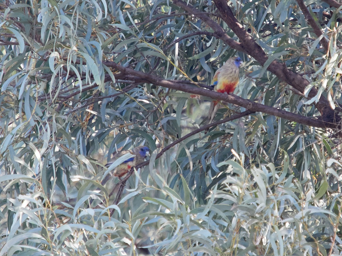 Greater Bluebonnet - ML629989695