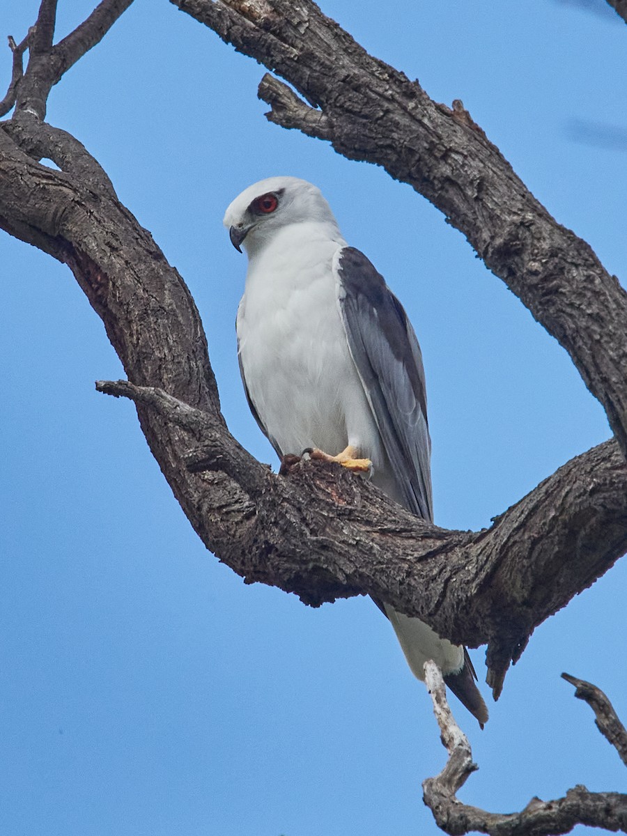 Black-shouldered Kite - ML629989729