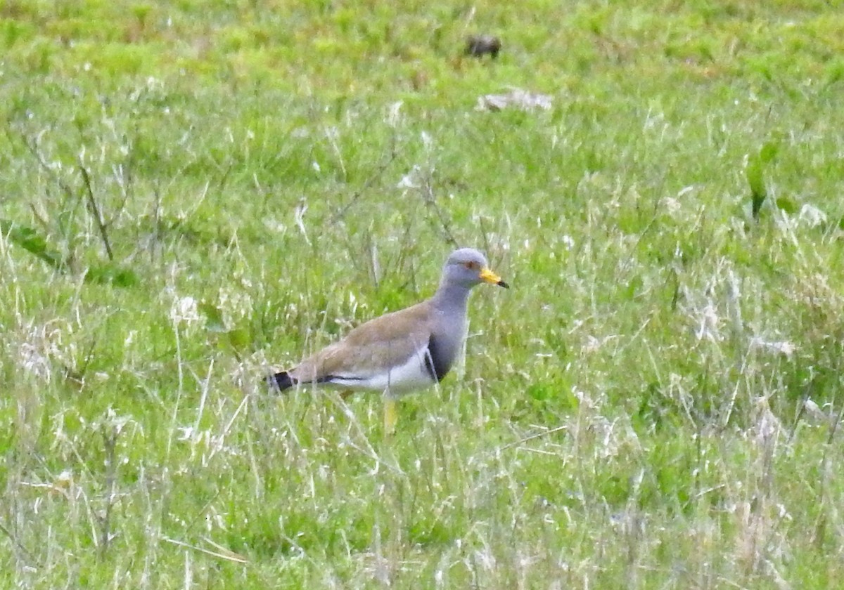 Чайка сіра - ML629989866