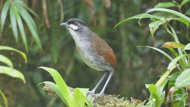 Jocotoco Antpitta - ML629989879