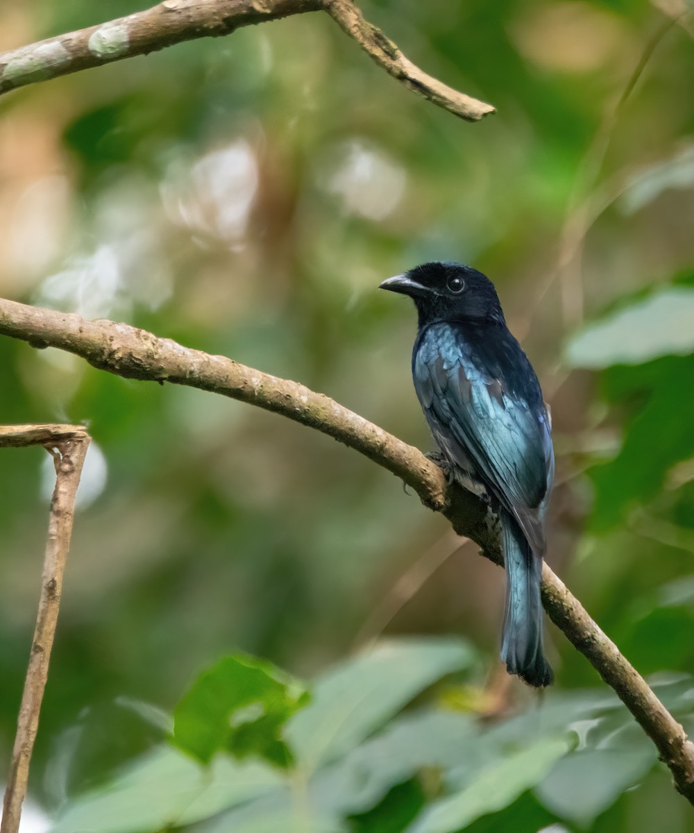 Short-tailed Drongo - ML629990059