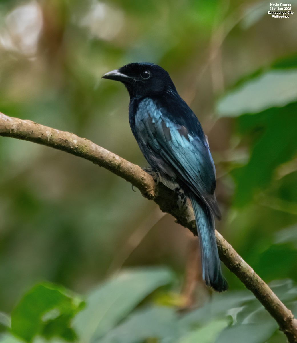 Short-tailed Drongo - ML629990060