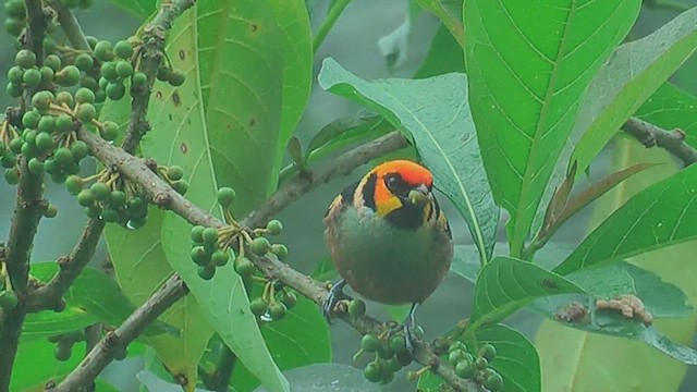 Flame-faced Tanager - ML629990269