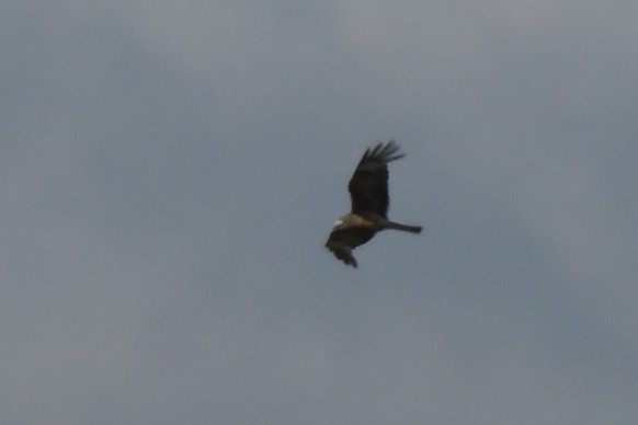 Square-tailed Kite - ML629990328