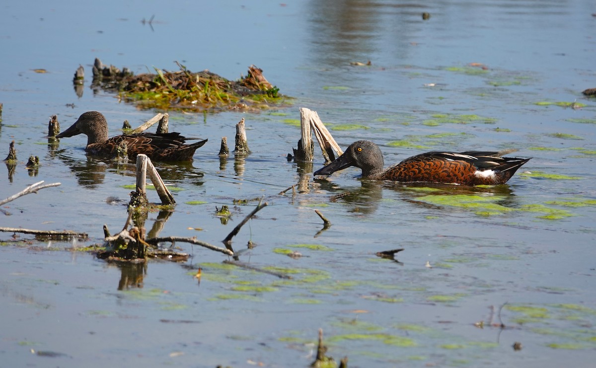 Canard bridé - ML629990396