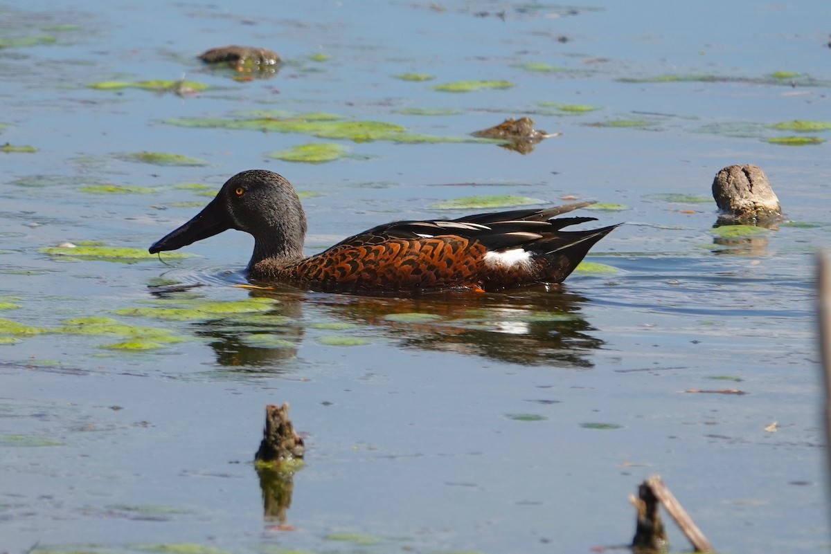 Canard bridé - ML629990397