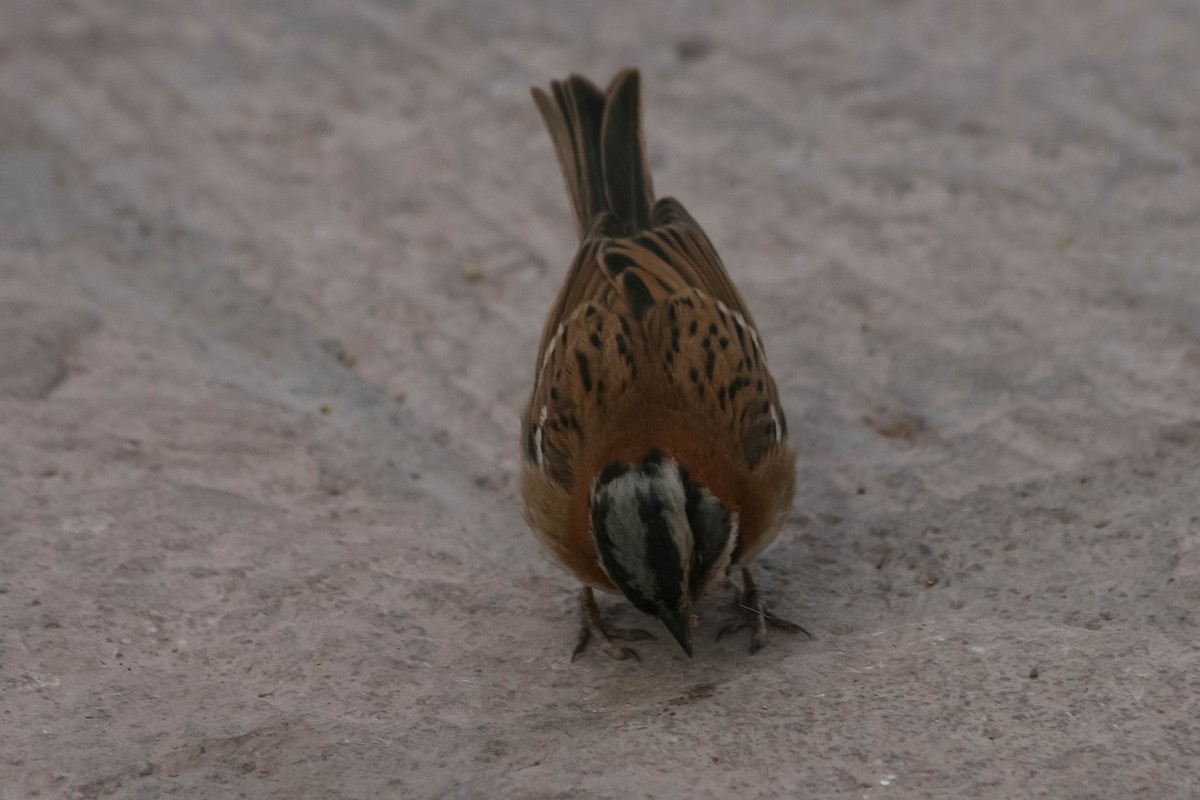 Rufous-collared Sparrow - ML629990456