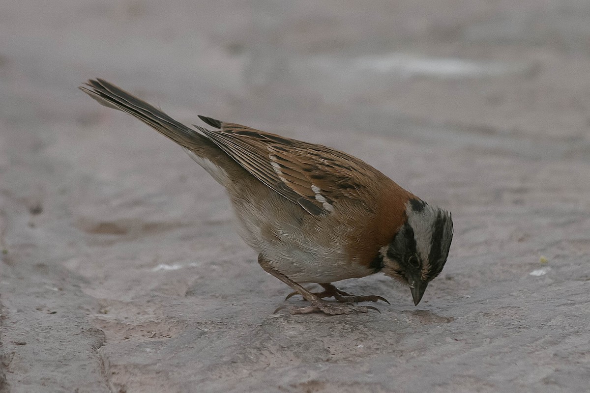 Rufous-collared Sparrow - ML629990457