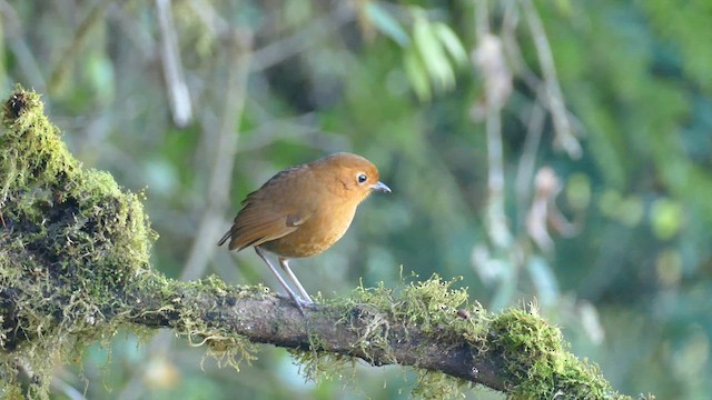 Equatorial Antpitta - ML629990594