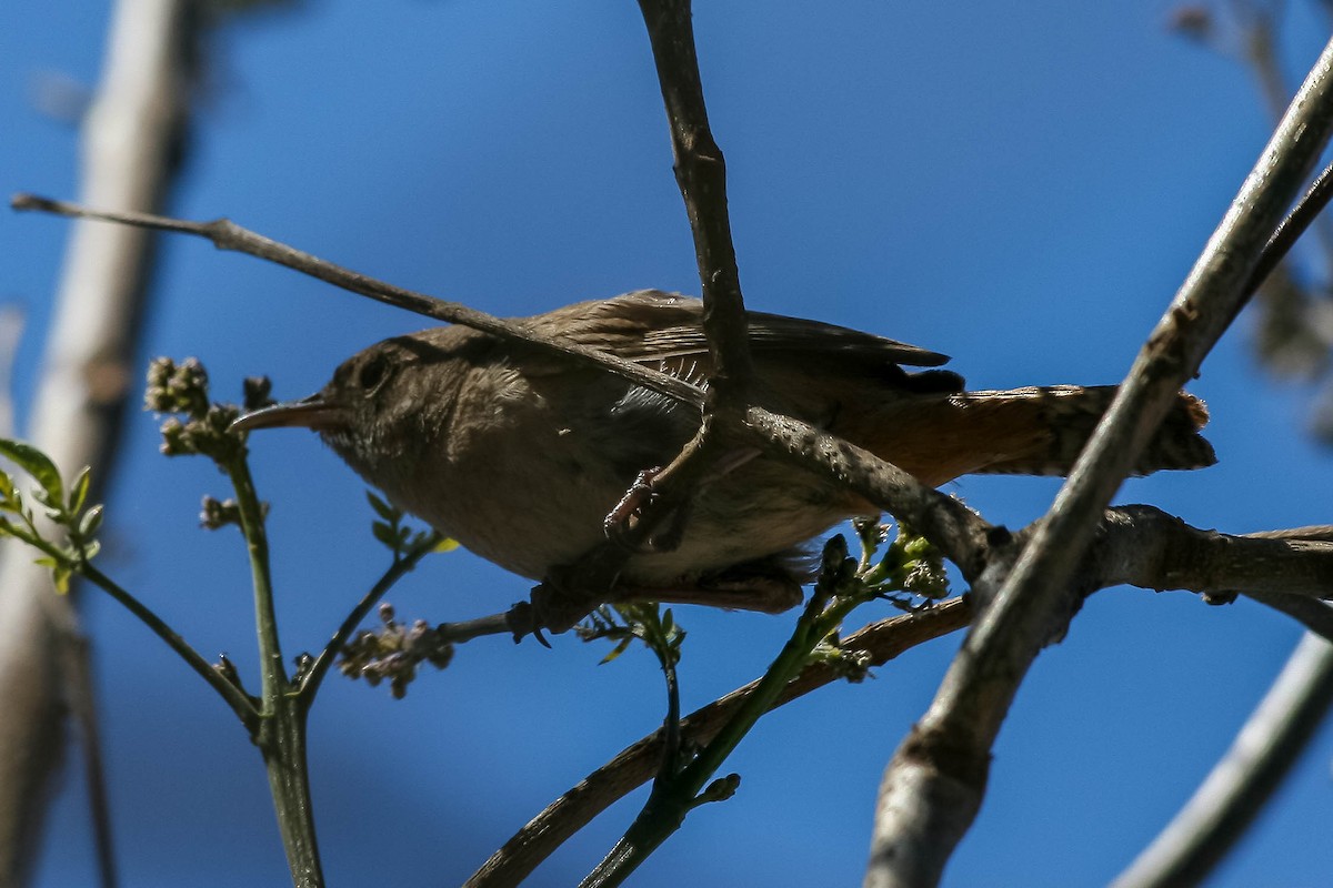Southern House Wren - ML629990605
