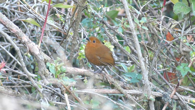 Equatorial Antpitta - ML629990606