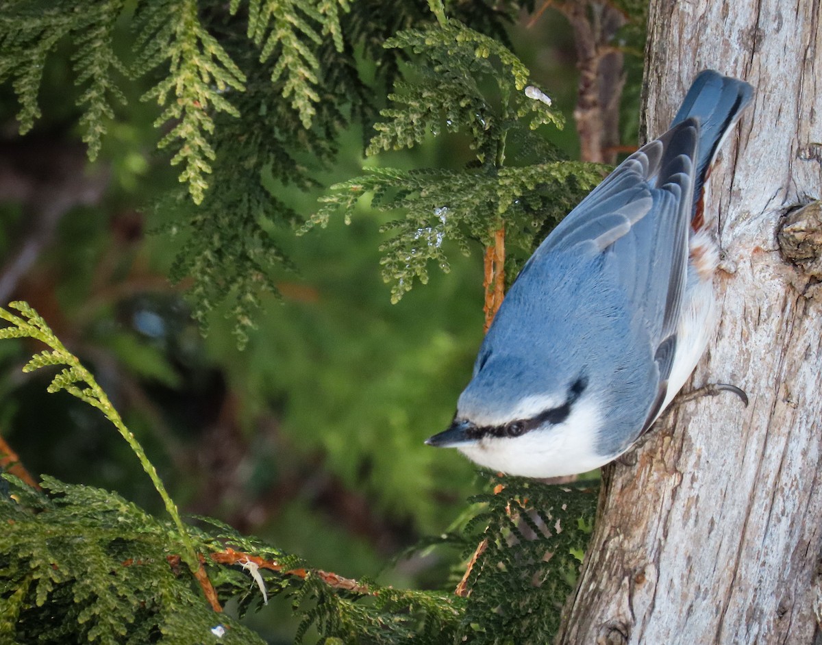 Eurasian Nuthatch (White-bellied) - ML629990677