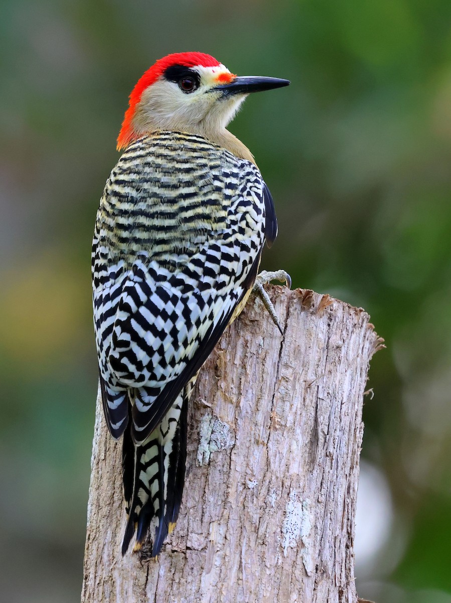 West Indian Woodpecker - ML629990738