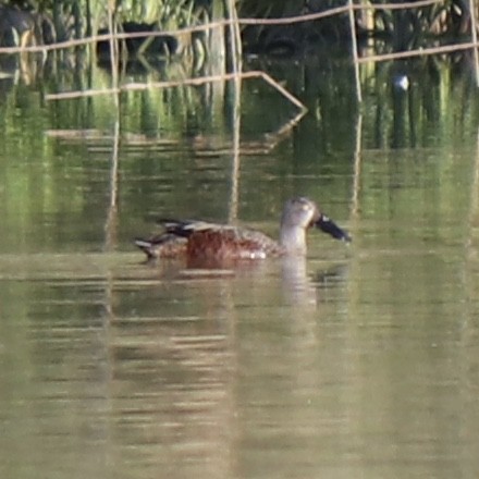 Canard bridé - ML629990778