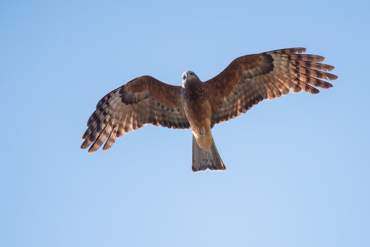 Square-tailed Kite - ML629990902