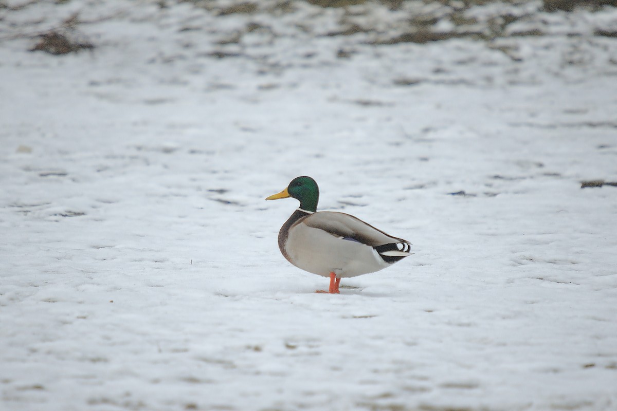 Mallard - ML629990954