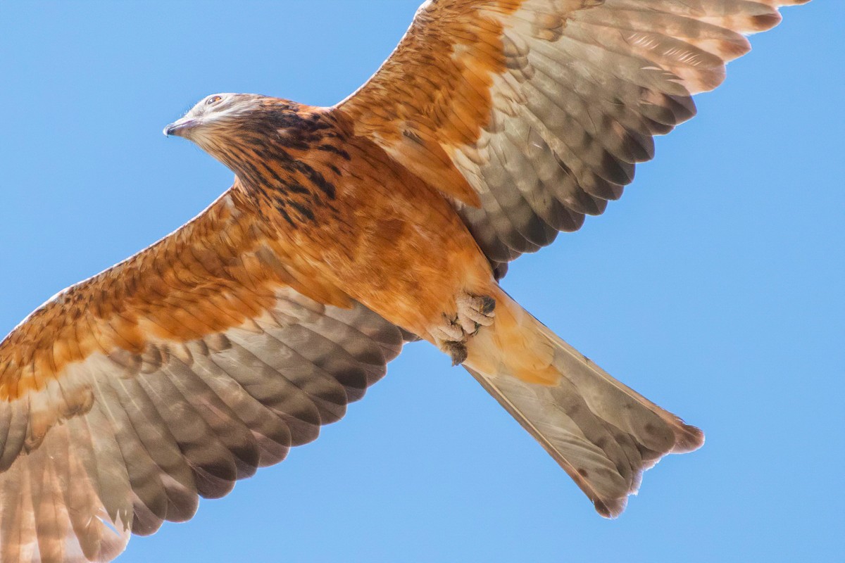 Square-tailed Kite - ML629990963