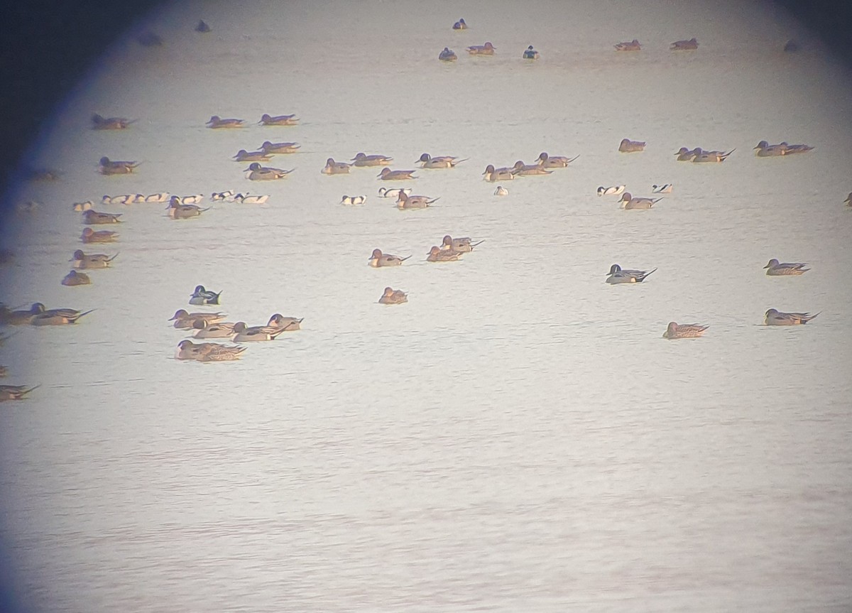 Pied Avocet - ML629990990