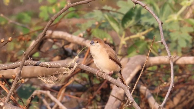 Indian Silverbill - ML629990997
