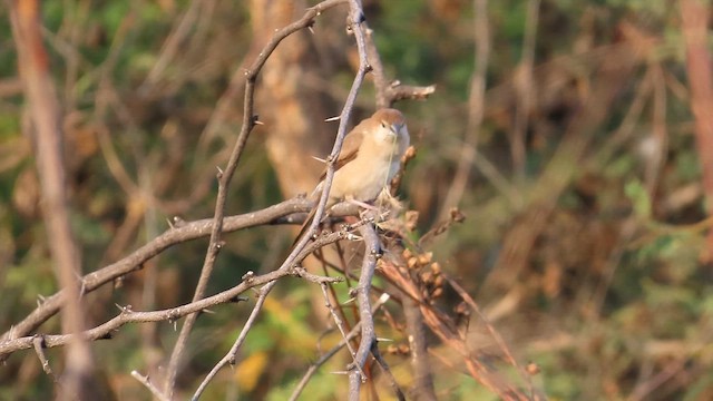 Indian Silverbill - ML629990998