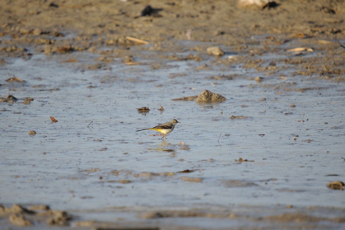 Gray Wagtail - ML629991030