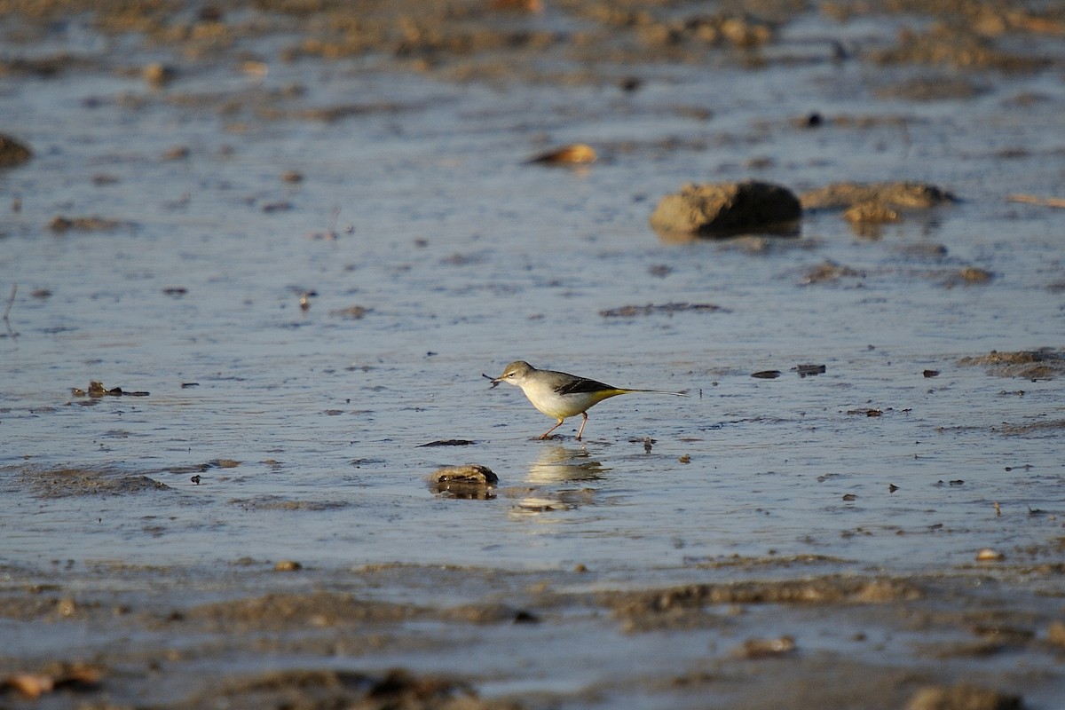 Gray Wagtail - ML629991049
