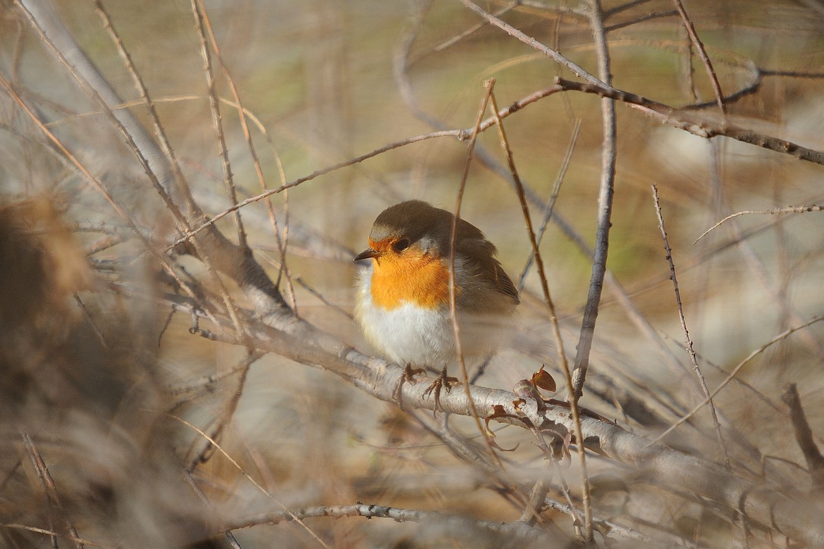 European Robin - ML629991071