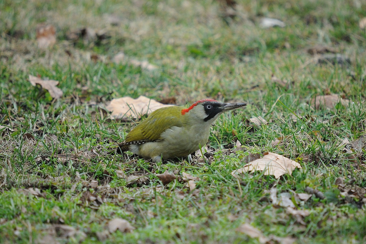 Eurasian Green Woodpecker - ML629991084