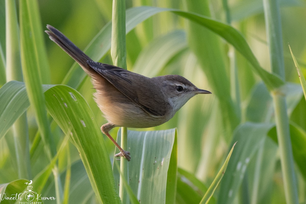 rákosník plavý - ML629991117