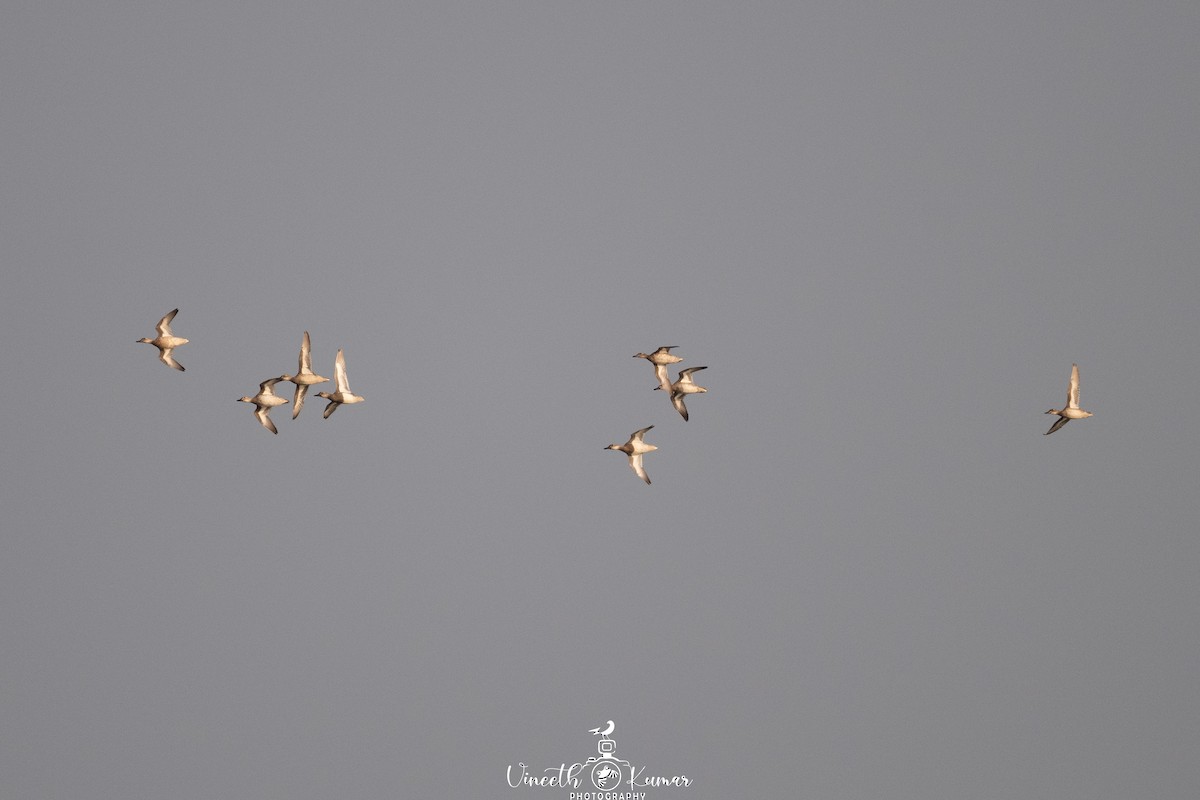 čírka modrá - ML629991168